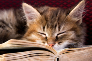 kitty-asleep-in-open-book