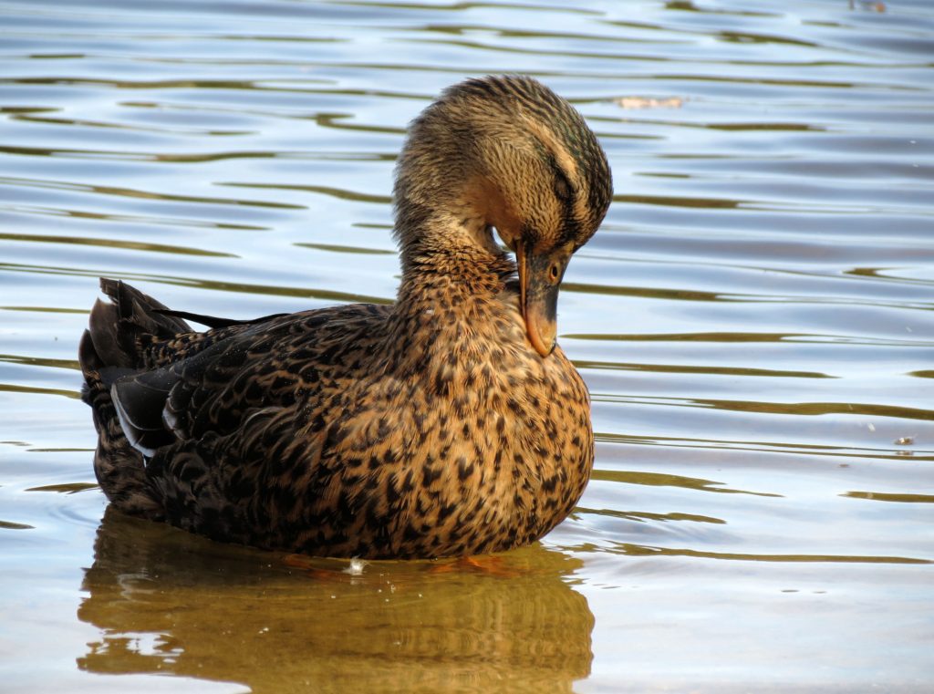 Duck preening its feathers