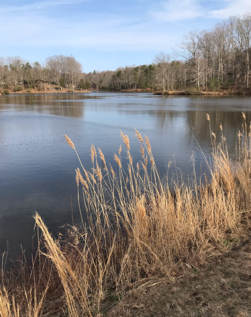 Small lake, seen from shoreline. Bare trees line the far banks. In the foreground are tall golden grasses.