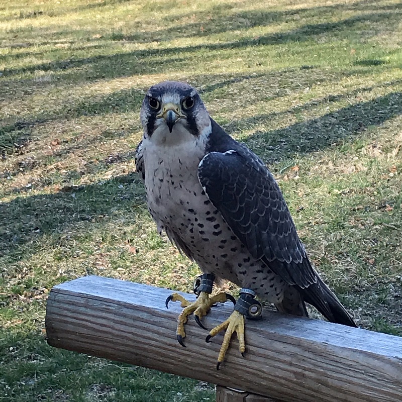 Female lanner falcon on perch